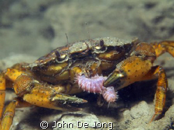Eathing Crab. It looks like he loves worms..... by John De Jong 